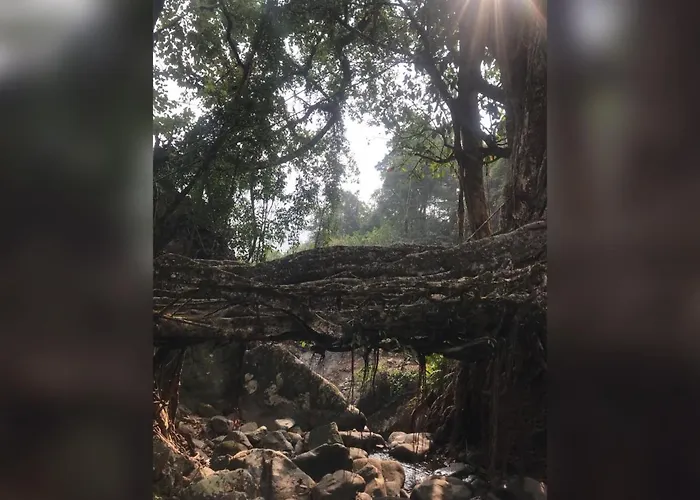 Living Roots Lodge