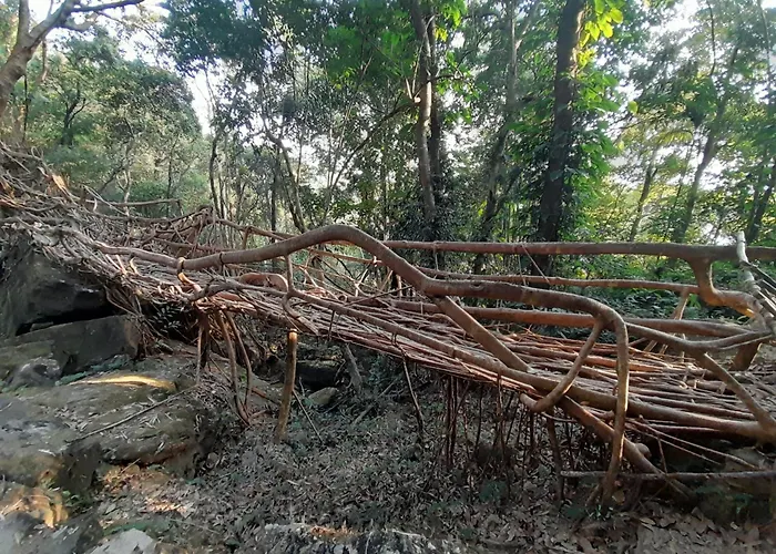 Living Roots Lodge